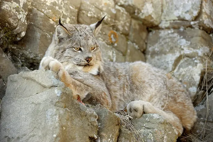 Framed Print : Canada lynx (Lynx canadensis)- Captive raised, Bozeman, Montana, USA Framed Print : Canada lynx (Lynx canadensis)- Captive raised, Bozeman, Montana, USA