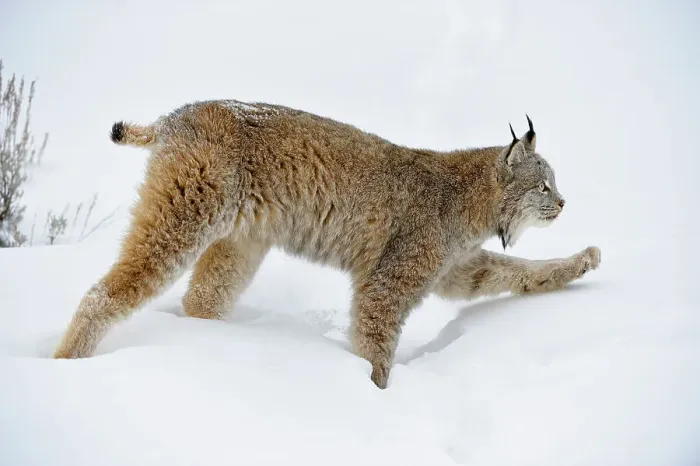 Framed Print : Canada lynx (Lynx canadensis)- Captive raised, Bozeman, Montana, USA Framed Print : Canada lynx (Lynx canadensis)- Captive raised, Bozeman, Montana, USA