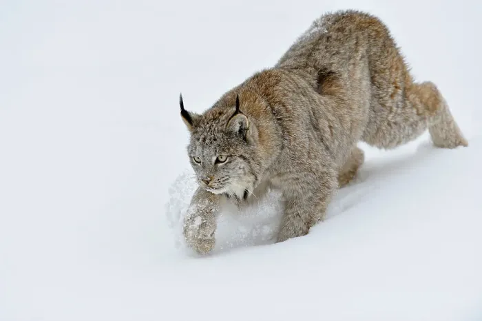 Framed Print : Canada lynx (Lynx canadensis)- Captive raised, Bozeman, Montana, USA Framed Print : Canada lynx (Lynx canadensis)- Captive raised, Bozeman, Montana, USA