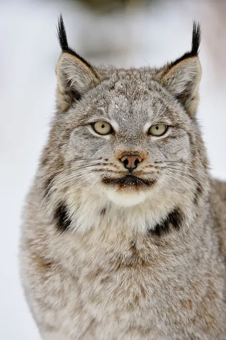 Framed Print : Canada lynx (Lynx canadensis)- Captive raised, Bozeman, Montana, USA