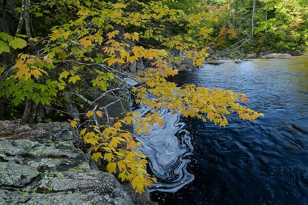 Canada, Maritimes, Cape Breton, Ingonish, Cabot Trail, creek in autumn