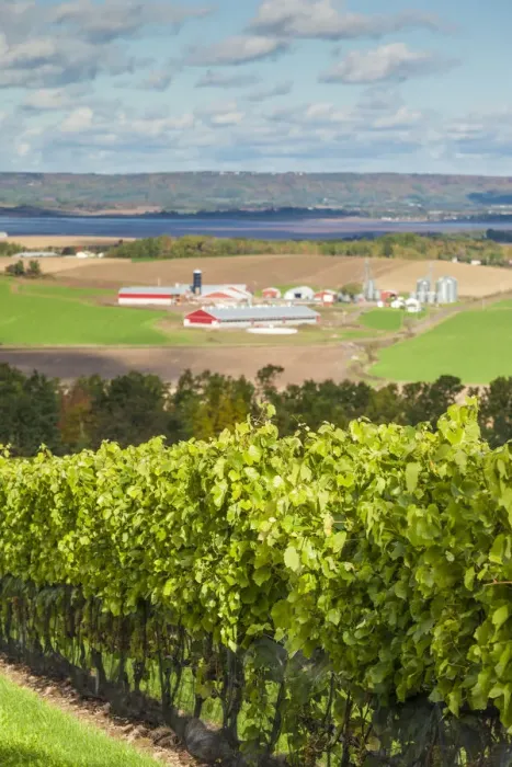 Framed Print : Canada, Nova Scotia, Annapolis Valley, Wolfville, a local vineyard Framed Print : Canada, Nova Scotia, Annapolis Valley, Wolfville, a local vineyard