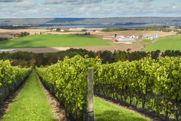 Framed Print : Canada, Nova Scotia, Annapolis Valley, Wolfville, a local vineyard Framed Print : Canada, Nova Scotia, Annapolis Valley, Wolfville, a local vineyard