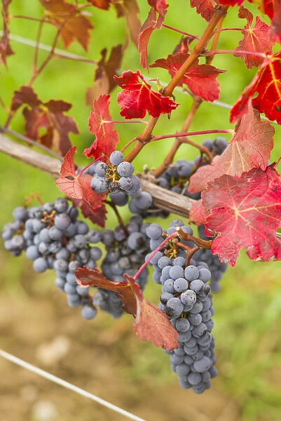 Canada, Ontario, Niagara Escarpment Wine Country, St. Catherines, vineyard, autumn