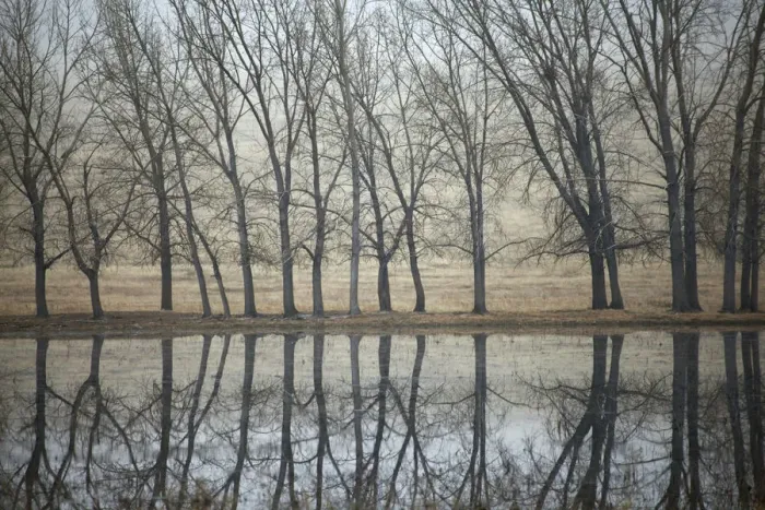 Framed Print : Canada. Trees reflected in a pond on the Canadian prairie Framed Print : Canada. Trees reflected in a pond on the Canadian prairie