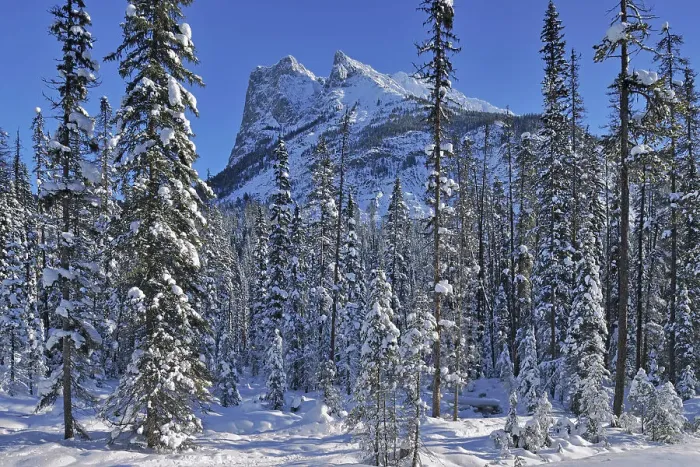 Framed Print : The Canadian Rocky Mountains, Yoho National Park, British Columbia, Canada Framed Print : The Canadian Rocky Mountains, Yoho National Park, British Columbia, Canada