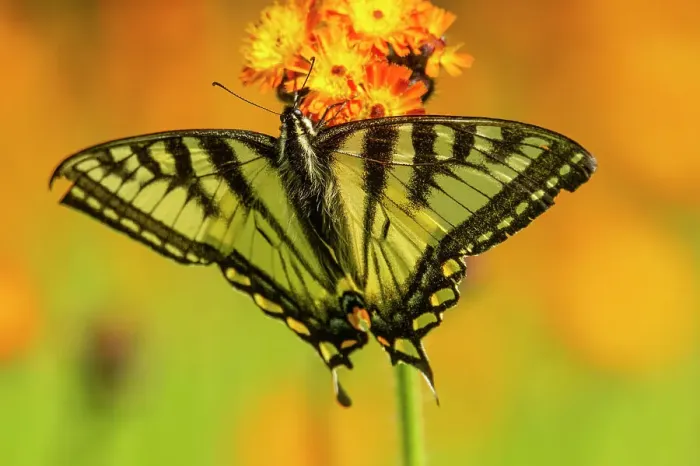 Framed Print : Canadian tiger swallowtail (Papilio Canadensis), Greater Sudbury, Ontario, Canada Framed Print : Canadian tiger swallowtail (Papilio Canadensis), Greater Sudbury, Ontario, Canada