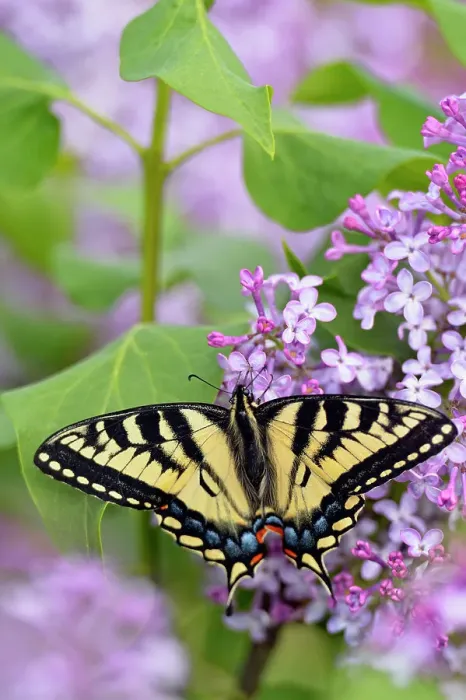 Framed Print : Canadian tiger swallowtail (Papilio Canadensis) nectaring lilac flowers, Greater Sudbury (Lively), Ontario, Canada Framed Print : Canadian tiger swallowtail (Papilio Canadensis) nectaring lilac flowers, Greater Sudbury (Lively), Ontario, Canada