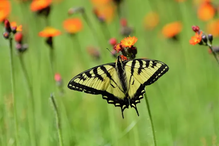 Framed Print : Canadian tiger swallowtail (Papilio Canadensis) Nectaring orange hawkweed, Greater Sudbury, Ontario, Canada