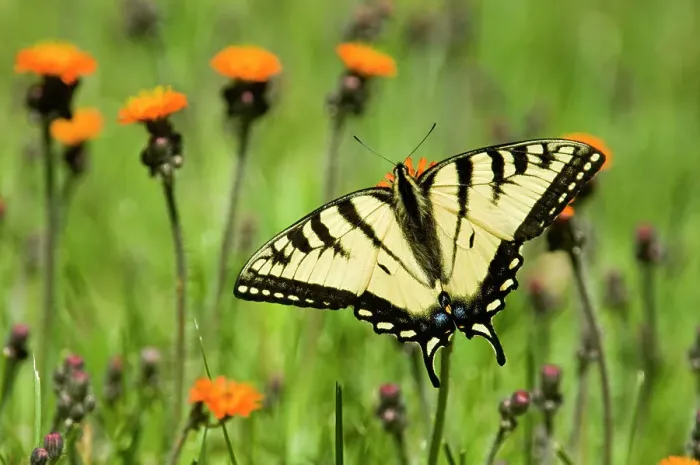 Framed Print : Canadian tiger swallowtail (Papilio canadensis) perched and nectaring on orange hawkweed, Lively, Ontario, Canada Framed Print : Canadian tiger swallowtail (Papilio canadensis) perched and nectaring on orange hawkweed, Lively, Ontario, Canada
