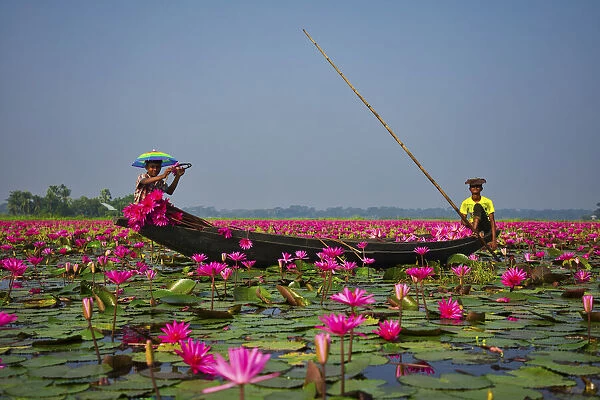 Canal of water lily, Satla, Barisal, Bangladesh