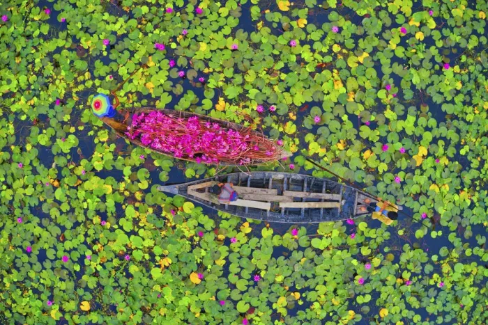 Framed Print : Canal of water lily, Satla, Barisal, Bangladesh Framed Print : Canal of water lily, Satla, Barisal, Bangladesh