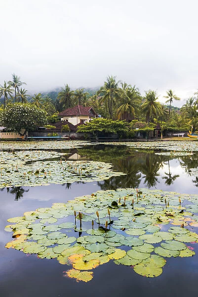 Candidasa, Karangasem, Bali, Indonesia. Lotus flowers onto the lotus lagoon