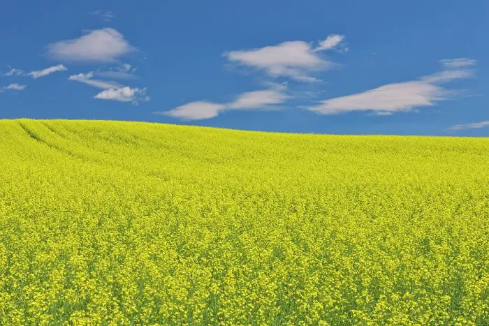 Framed Print : Canola crop in bloom Duhamel, Quebec, Canada Framed Print : Canola crop in bloom Duhamel, Quebec, Canada