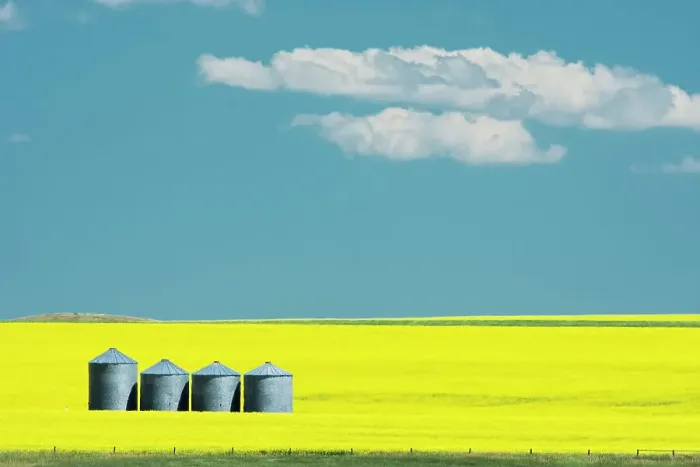 Framed Print : Canola crop in bloom, Strathmore, Alberta, Canada Framed Print : Canola crop in bloom, Strathmore, Alberta, Canada