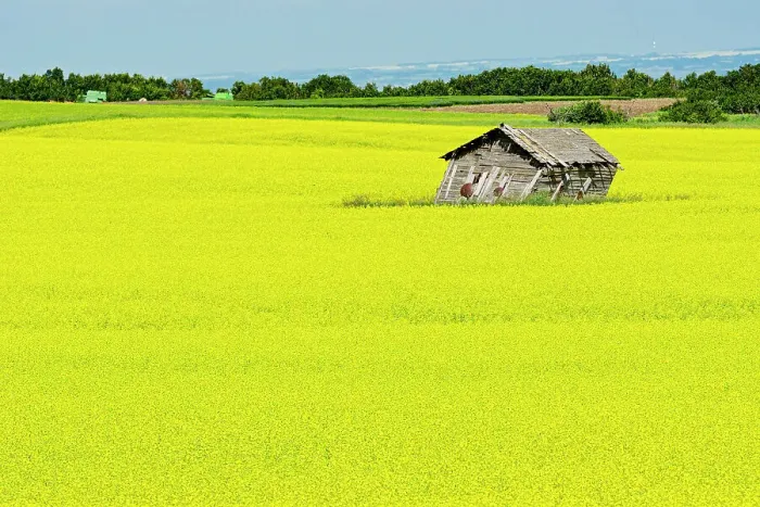 Framed Print : Canola crop and falling building North Battleford Saskatchewan, Canada Framed Print : Canola crop and falling building North Battleford Saskatchewan, Canada