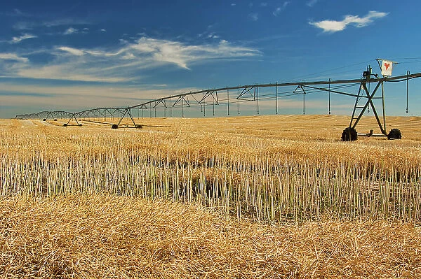 Canola crop being irrigated Bow Island, Alberta, Canada