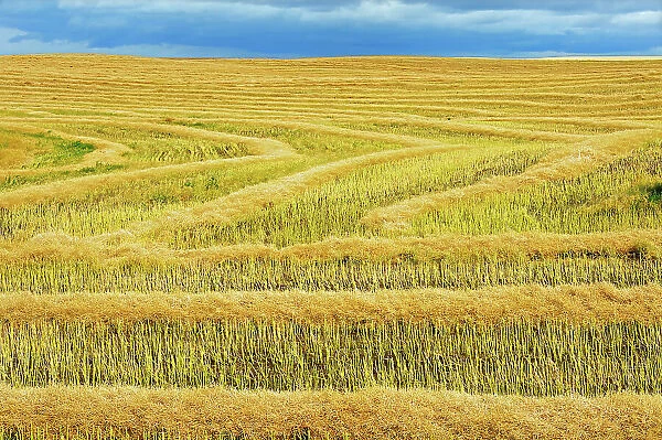 Canola crop Morse Saskatchewan, Canada