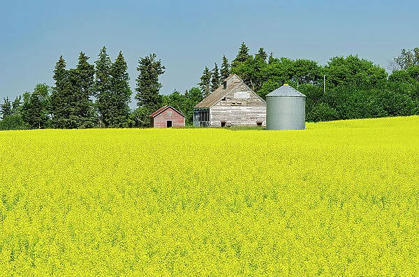 Canola crop and old barn and grainerie Newdale Manitoba, Canada