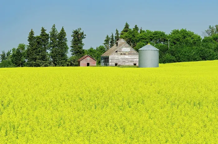 Framed Print : Canola crop and old barn and grainerie Newdale Manitoba, Canada