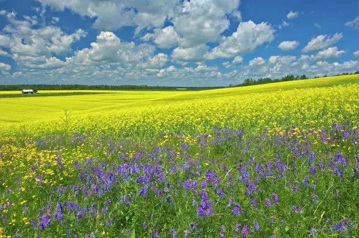 Framed Print : Canola crop and wild vetch flowers in bloom New Liskeard, Ontario, Canada