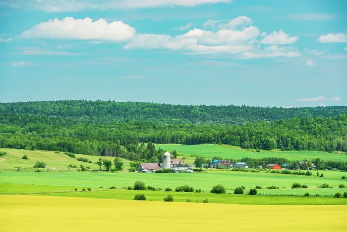 Framed Print : Canola crops St-Bruno-de-Guigues Quebec, Canada Framed Print : Canola crops St-Bruno-de-Guigues Quebec, Canada