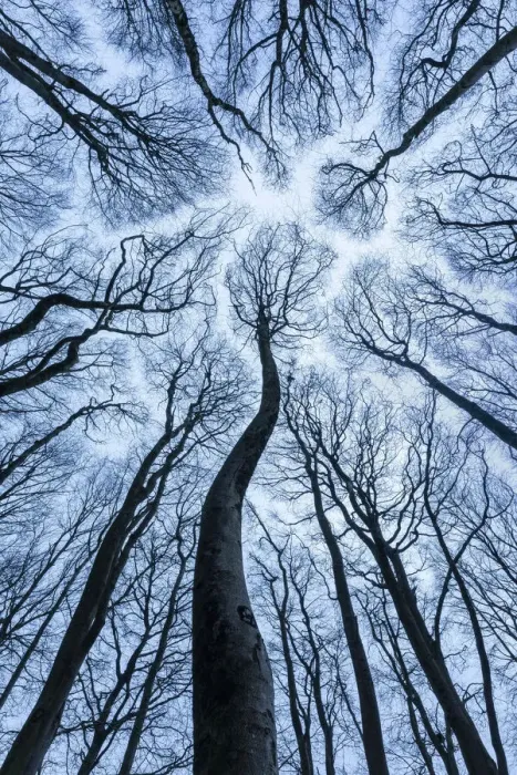 Framed Print : Canopy of Beech (Fagus sylvatica) forest in winter showing canopy shyness Framed Print : Canopy of Beech (Fagus sylvatica) forest in winter showing canopy shyness