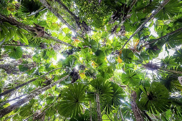 Canopy of fan palms, Daintree National Park, Queensland, Australia
