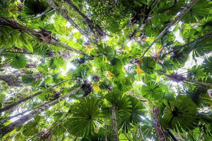 Framed Print : Canopy of fan palms, Daintree National Park, Queensland, Australia