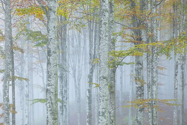 Cansiglio forest in autumn, Belluno district, Cansiglio Forest, Veneto, Italy