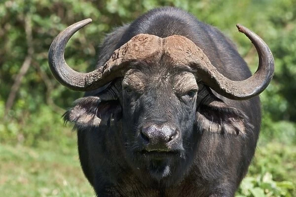 A Cape buffalo in the Aberdare National Park