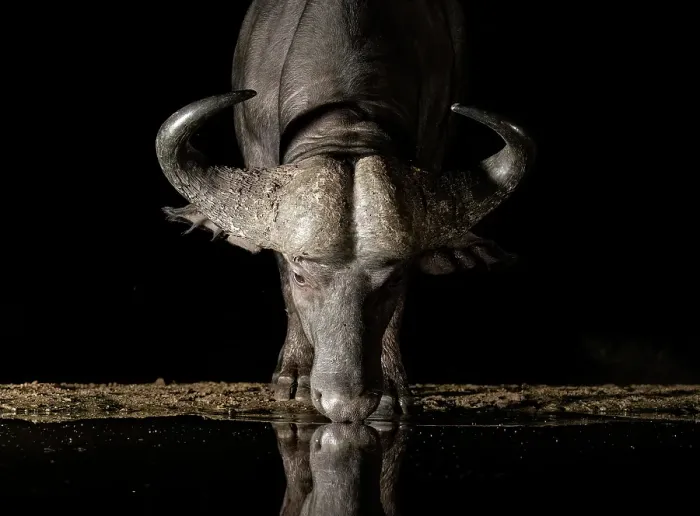 Framed Print : Cape Buffalo drinking at floodlit watering hole, Zimanga Private Game Reserve, Natal, South Africa Framed Print : Cape Buffalo drinking at floodlit watering hole, Zimanga Private Game Reserve, Natal, South Africa