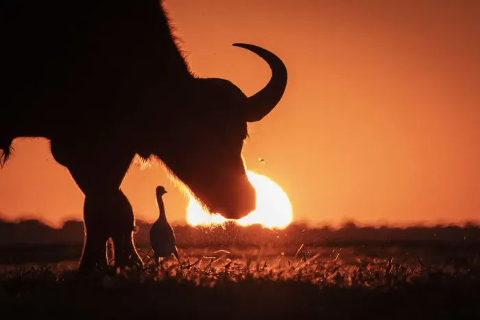 Framed Print : Cape Buffalo and Egret sunset silhouette, Chobe River, Chobe National Park, Botswana Framed Print : Cape Buffalo and Egret sunset silhouette, Chobe River, Chobe National Park, Botswana