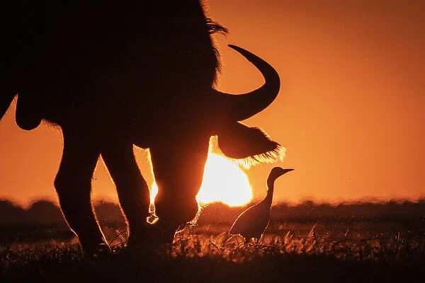 Cape Buffalo and Egret sunset silhouette, Chobe River, Chobe National Park, Botswana