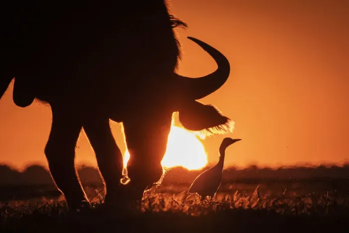 Framed Print : Cape Buffalo and Egret sunset silhouette, Chobe River, Chobe National Park, Botswana Framed Print : Cape Buffalo and Egret sunset silhouette, Chobe River, Chobe National Park, Botswana