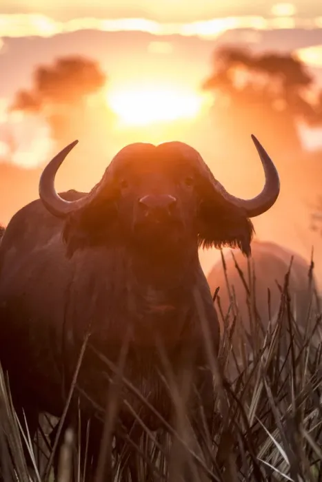 Framed Print : A Cape Buffalo portrait in golden light, Okavango Delta, Botswana Framed Print : A Cape Buffalo portrait in golden light, Okavango Delta, Botswana