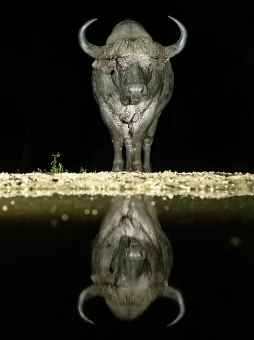 Framed Print : Cape Buffalo reflecting in floodlit watering hole, Zimanga Private Game Reserve, Natal, South Africa