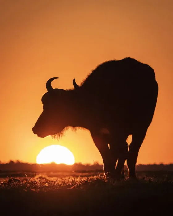 Framed Print : Cape Buffalo sunset silhouette, Chobe River, Chobe National Park, Botswana Framed Print : Cape Buffalo sunset silhouette, Chobe River, Chobe National Park, Botswana