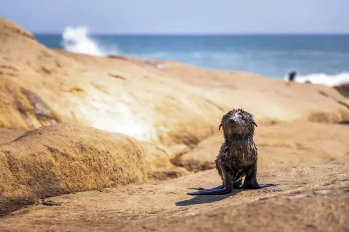 Framed Print : Cape Fur Seal pup, Skeleton Coast National Park, Namibia Framed Print : Cape Fur Seal pup, Skeleton Coast National Park, Namibia