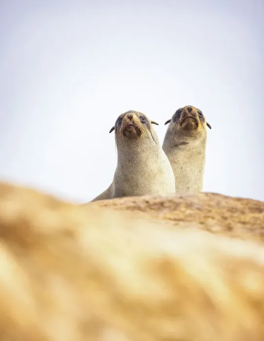 Framed Print : Cape Fur Seals, Skeleton Coast National Park, Namibia Framed Print : Cape Fur Seals, Skeleton Coast National Park, Namibia