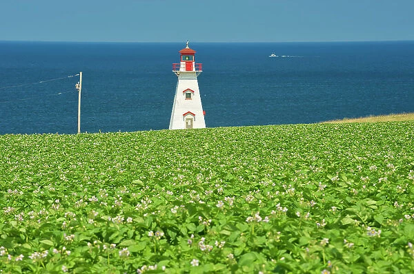 Cape Tryon Lighthouse, potatoes and Gulf of St. Lawrence Cape Tryon, Prince Edward Island, Canada