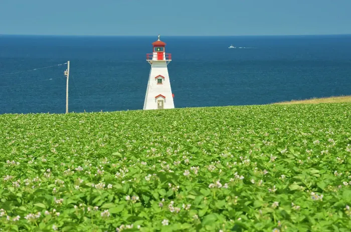 Framed Print : Cape Tryon Lighthouse, potatoes and Gulf of St. Lawrence Cape Tryon, Prince Edward Island, Canada Framed Print : Cape Tryon Lighthouse, potatoes and Gulf of St. Lawrence Cape Tryon, Prince Edward Island, Canada