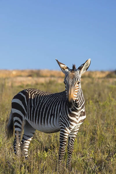Cape zebra, Botlierskop Private Game Reserve, Western Cape, South Africa
