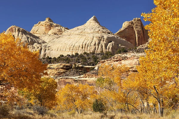 Capitol Dome in autumn, Capitol Reef National Park, Utah, USA