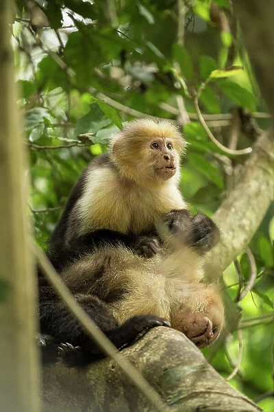 Capuchin Monkey, Reserva de Biosfera Ometepe, Ometepe Island, Rivas State, Nicaragua, Central America