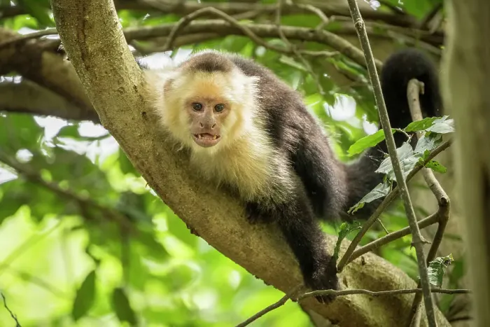Framed Print : Capuchin Monkey, Reserva de Biosfera Ometepe, Ometepe Island, Rivas State, Nicaragua, Central America Framed Print : Capuchin Monkey, Reserva de Biosfera Ometepe, Ometepe Island, Rivas State, Nicaragua, Central America