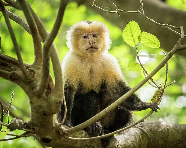 Capuchin Monkey, Reserva de Biosfera Ometepe, Ometepe Island, Rivas State, Nicaragua, Central America