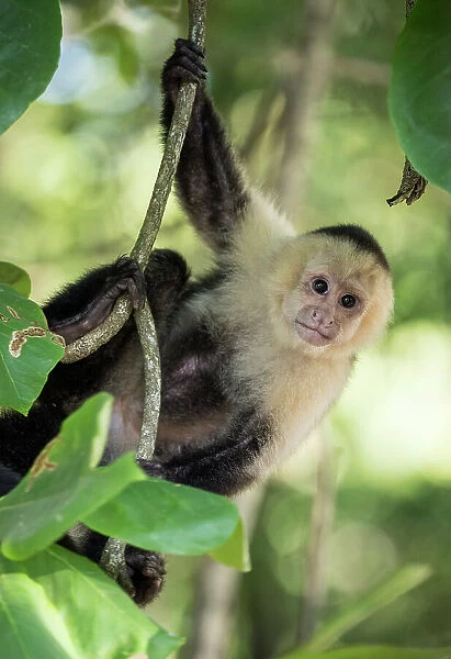 Capuchin Monkeys at Manuel Antonio Beach, Manuel Antonio National Park, Puntarenas Province, Costa Rica, Central America