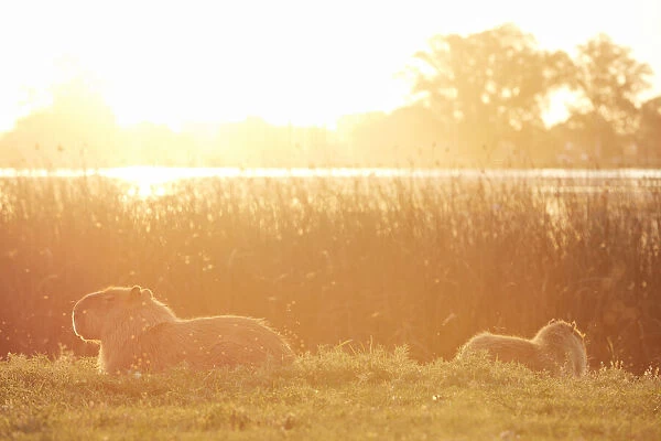 Two capybaras laying on the grass at sunset in a lagoon of the Argentine pampas