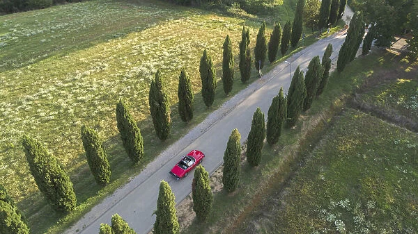 A car driving through a cypress lined road, Tuacany, Italy